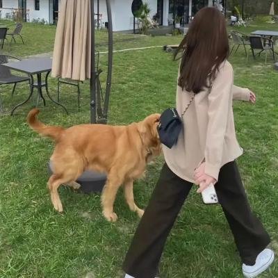 红雀特工